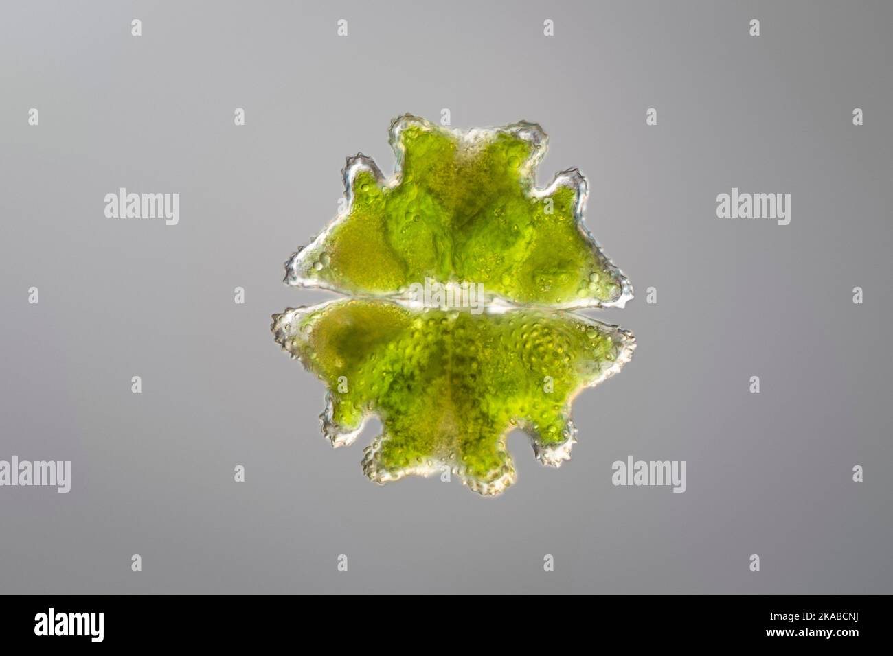 Green alga, light micrograph Stock Photo Alamy