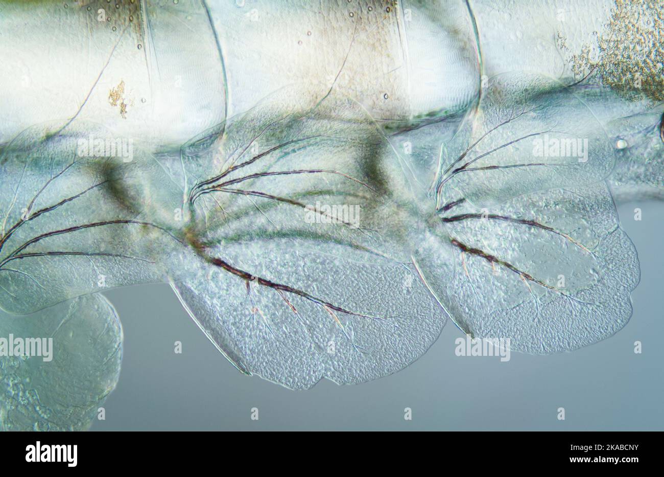 Mayfly larvae, light micrograph Stock Photo - Alamy