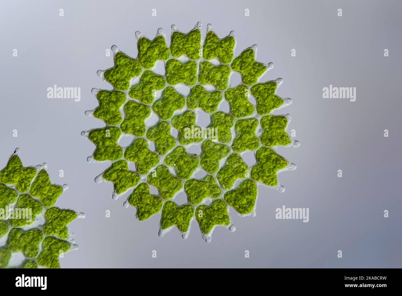 Green alga, light micrograph Stock Photo Alamy