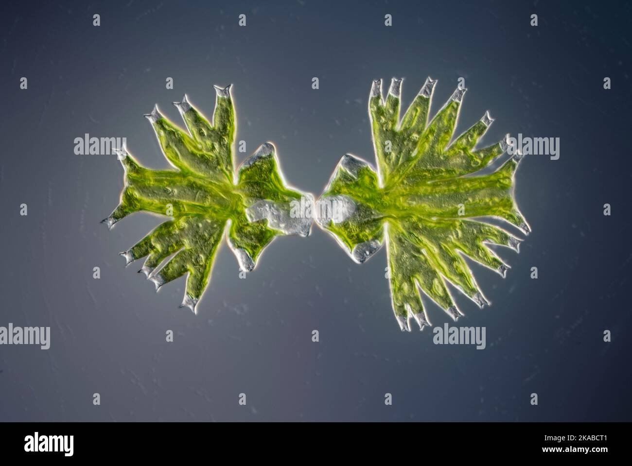 Green alga, light micrograph Stock Photo Alamy