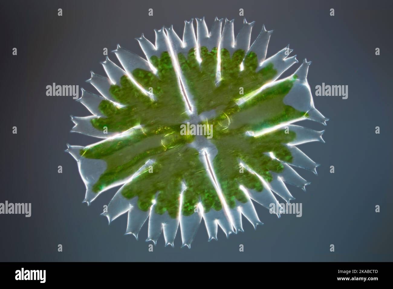 Green alga, light micrograph Stock Photo Alamy