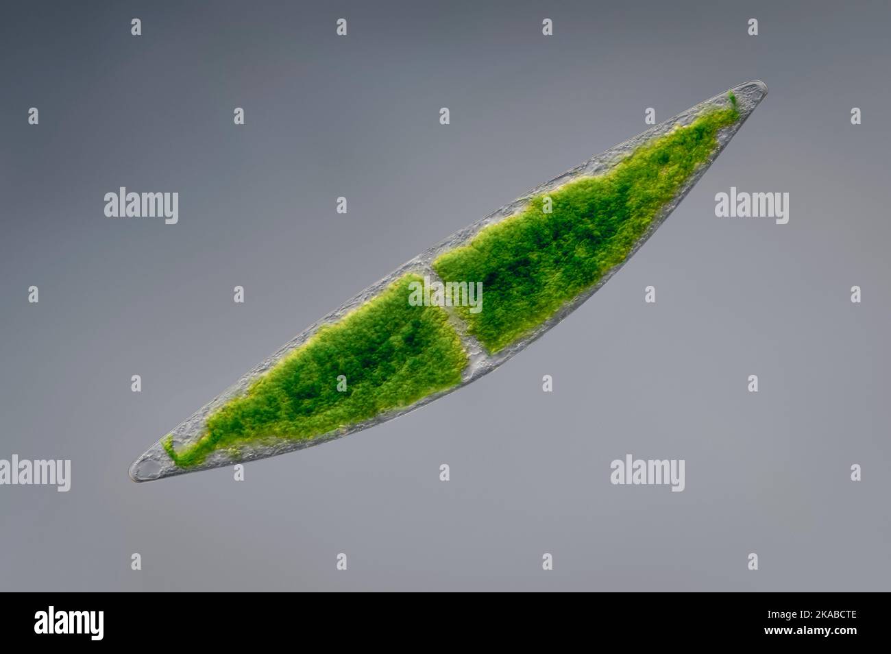 Green alga, light micrograph Stock Photo Alamy