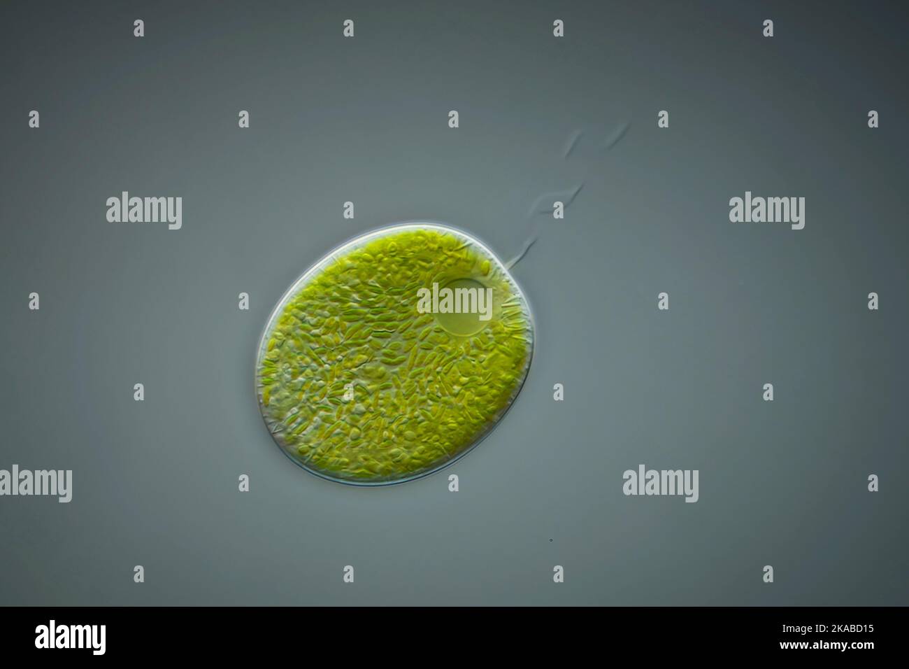 Green alga, light micrograph Stock Photo Alamy