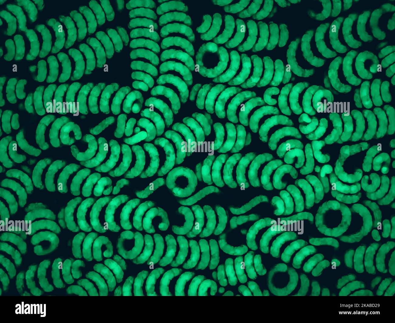 Spirulina sp. cyanobacteria, light micrograph Stock Photo Alamy