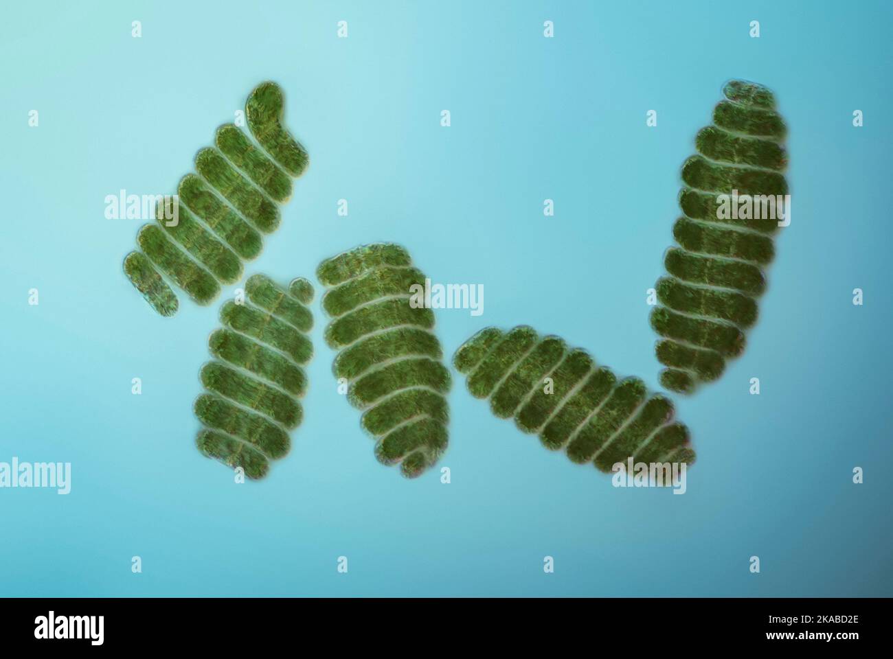 Spirulina sp. cyanobacteria, light micrograph Stock Photo Alamy