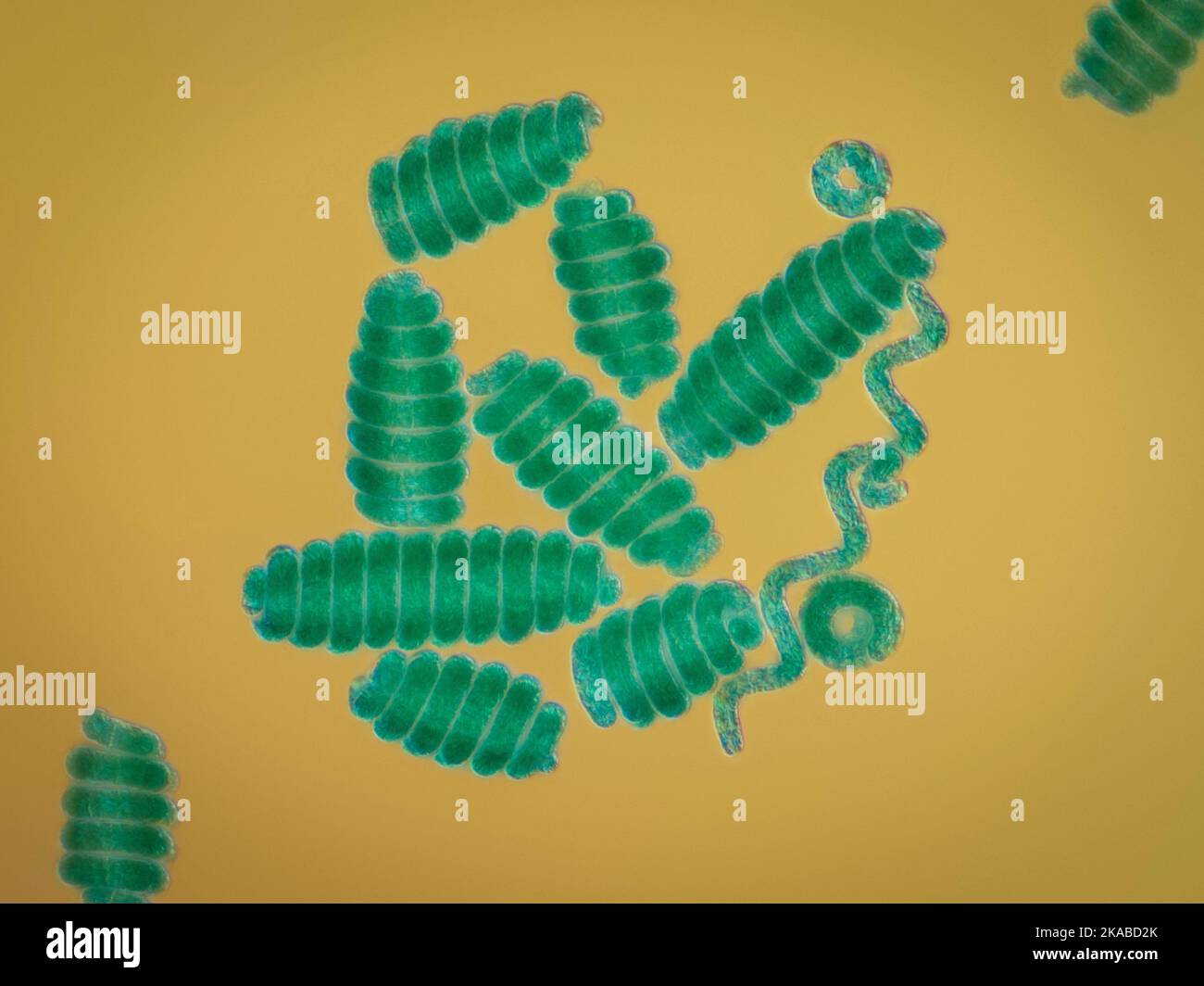 Spirulina sp. cyanobacteria, light micrograph Stock Photo Alamy