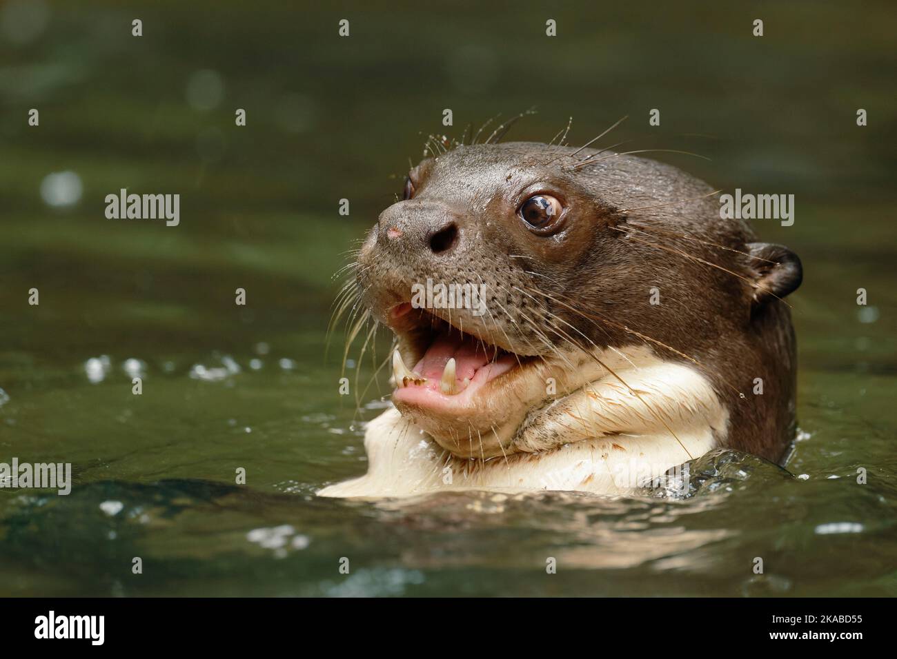 Giant river otter Stock Photo - Alamy