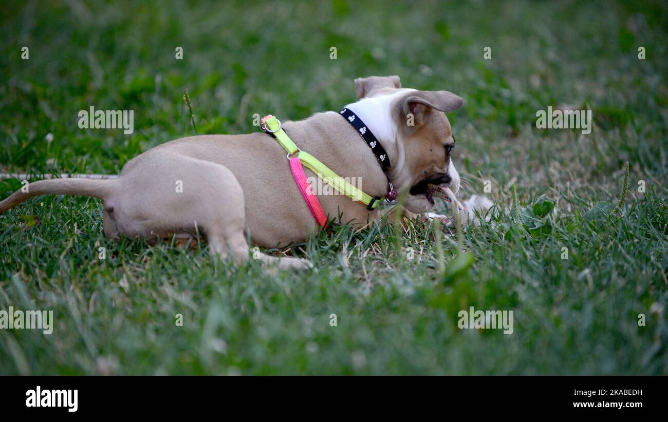 cute staffy puppy playing Stock Photo Alamy