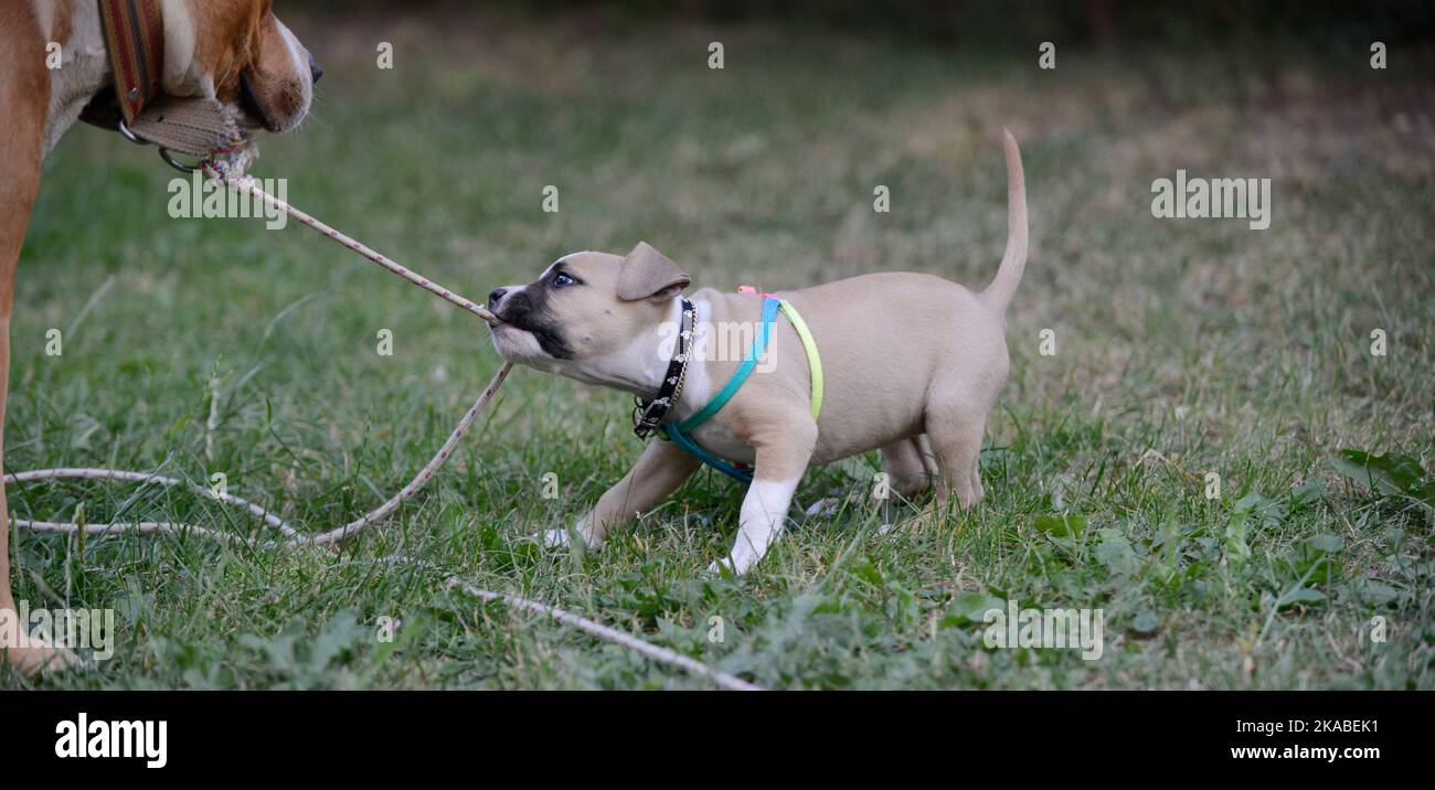 cute staffy puppy playing Stock Photo Alamy