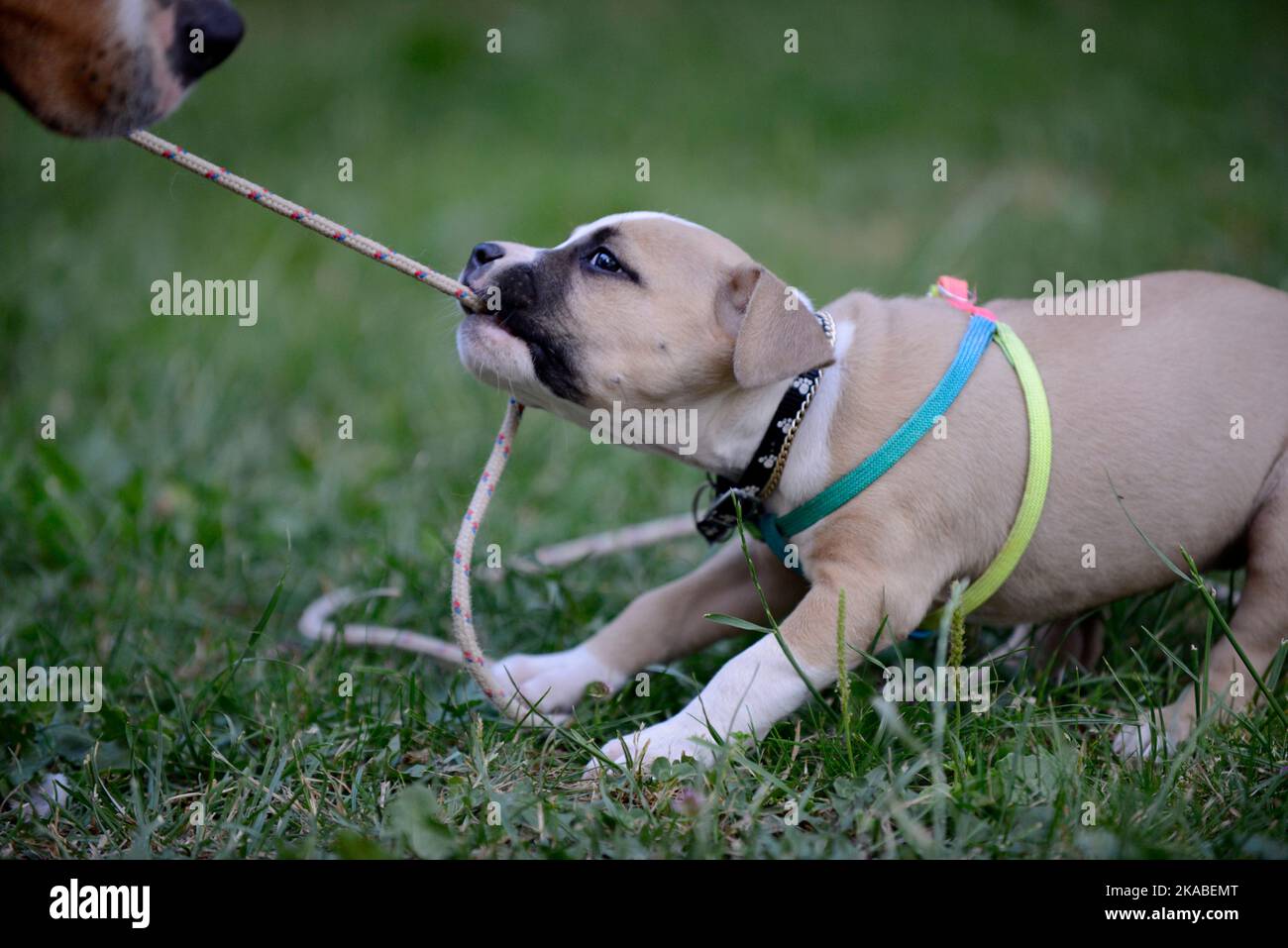 cute playful staffy puppy Stock Photo Alamy