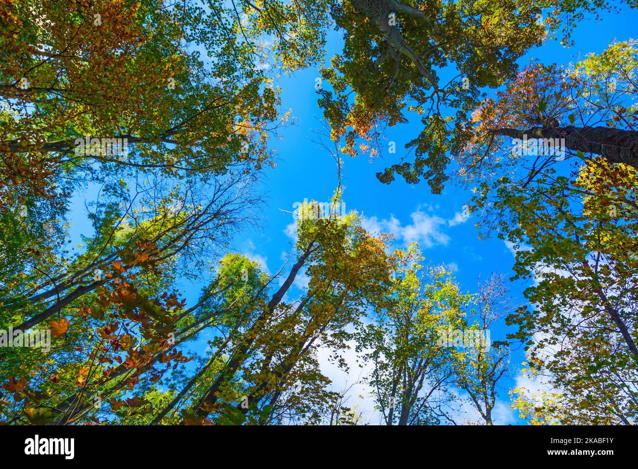 crown of oak trees in autumn under blue sky Stock Photo - Alamy