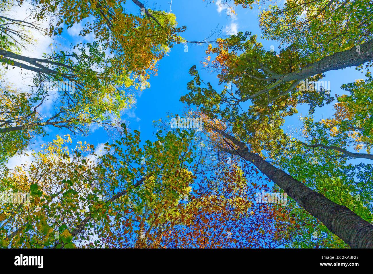 crown of oak trees in autumn under blue sky Stock Photo - Alamy