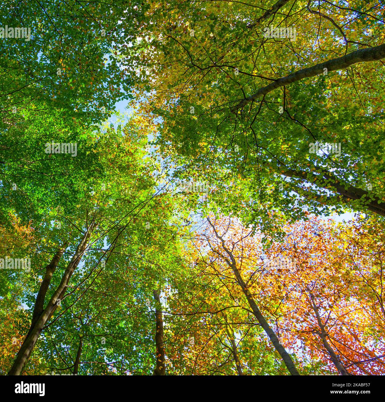 crown of oak trees in autumn under blue sky Stock Photo - Alamy