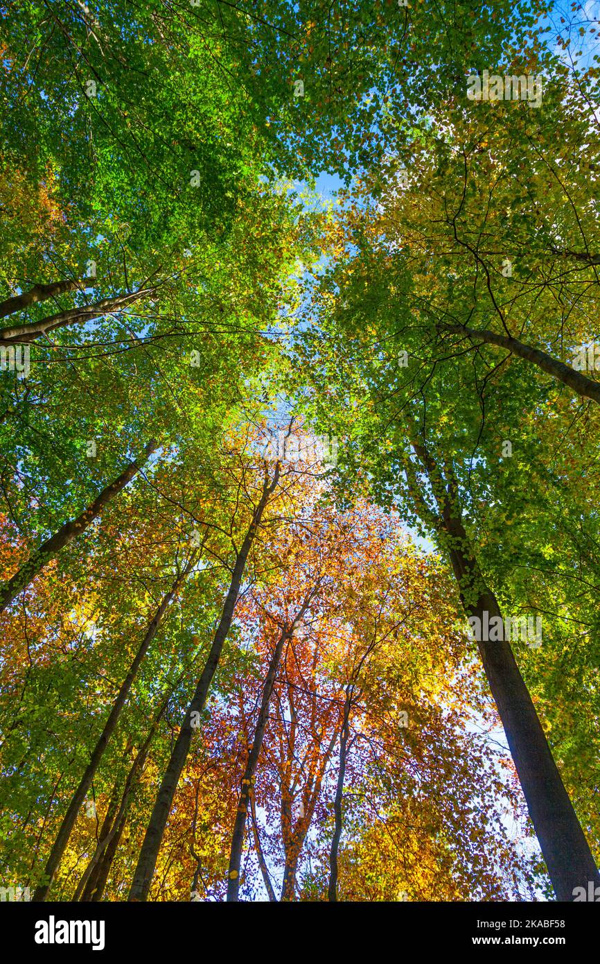 crown of oak trees in autumn under blue sky Stock Photo - Alamy