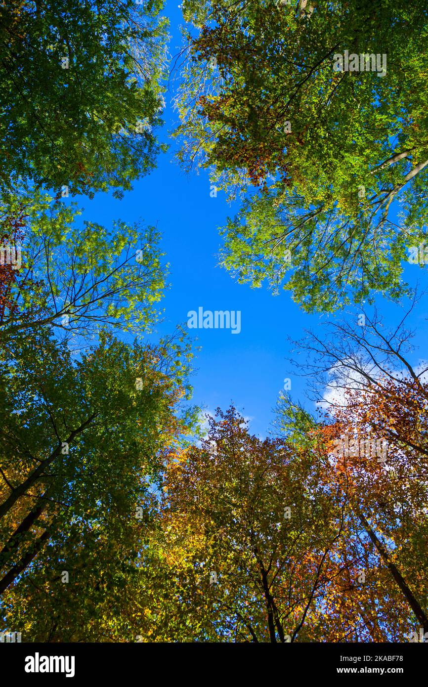 crown of oak trees in autumn under blue sky Stock Photo - Alamy