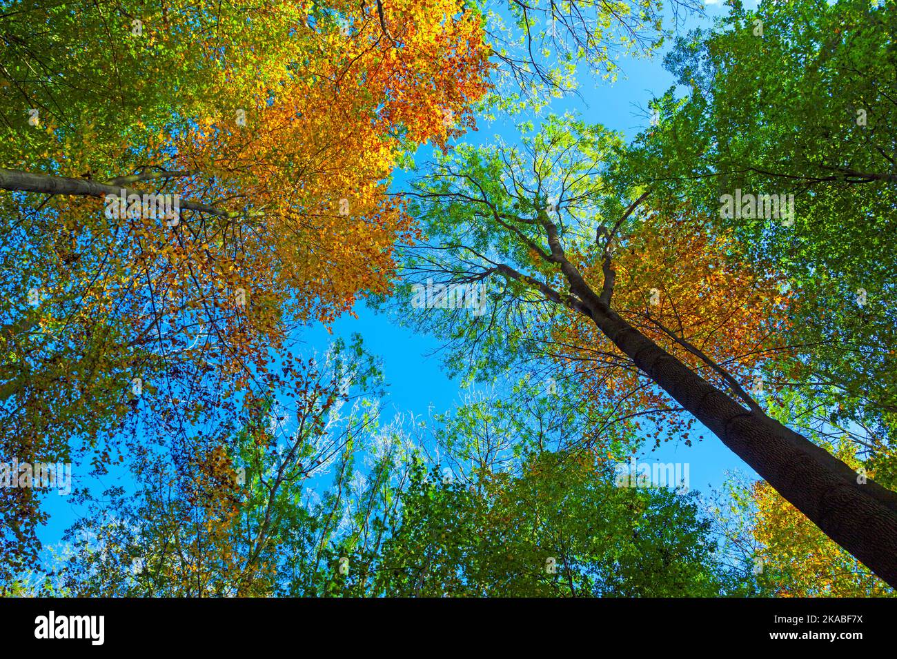 crown of oak trees in autumn under blue sky Stock Photo - Alamy