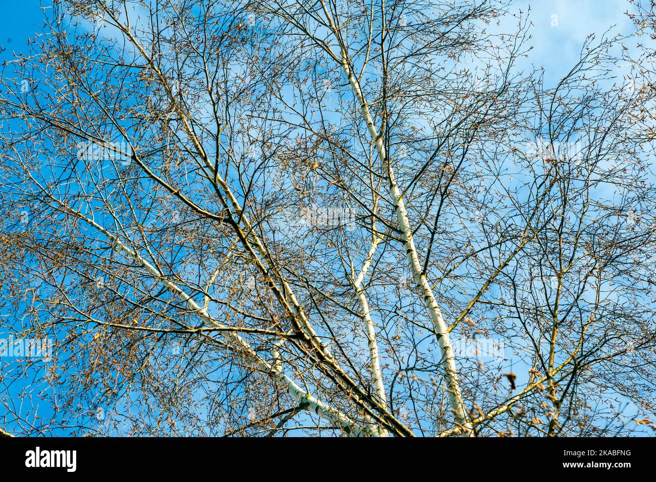 top of Birch tree under blue sky Stock Photo Alamy