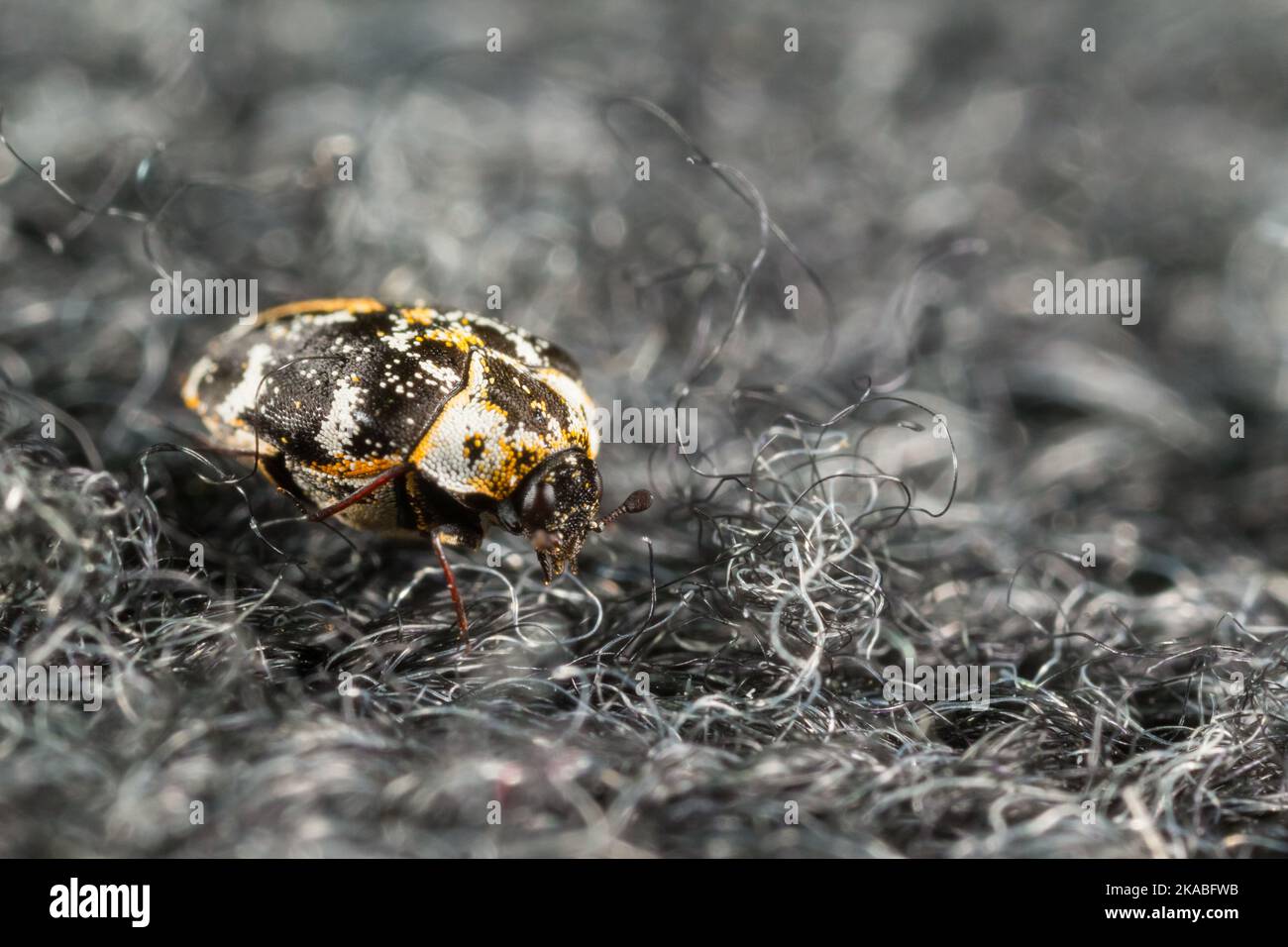 Buffalo carpet beetle (Anthrenus scrophulariae) on a carpet indoors Stock Photo