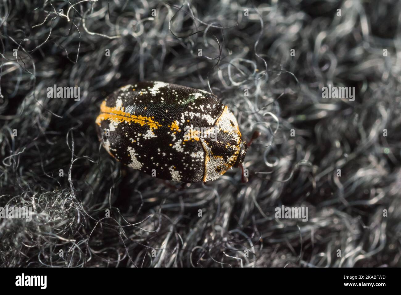 Buffalo carpet beetle (Anthrenus scrophulariae) on a carpet indoors Stock Photo Alamy