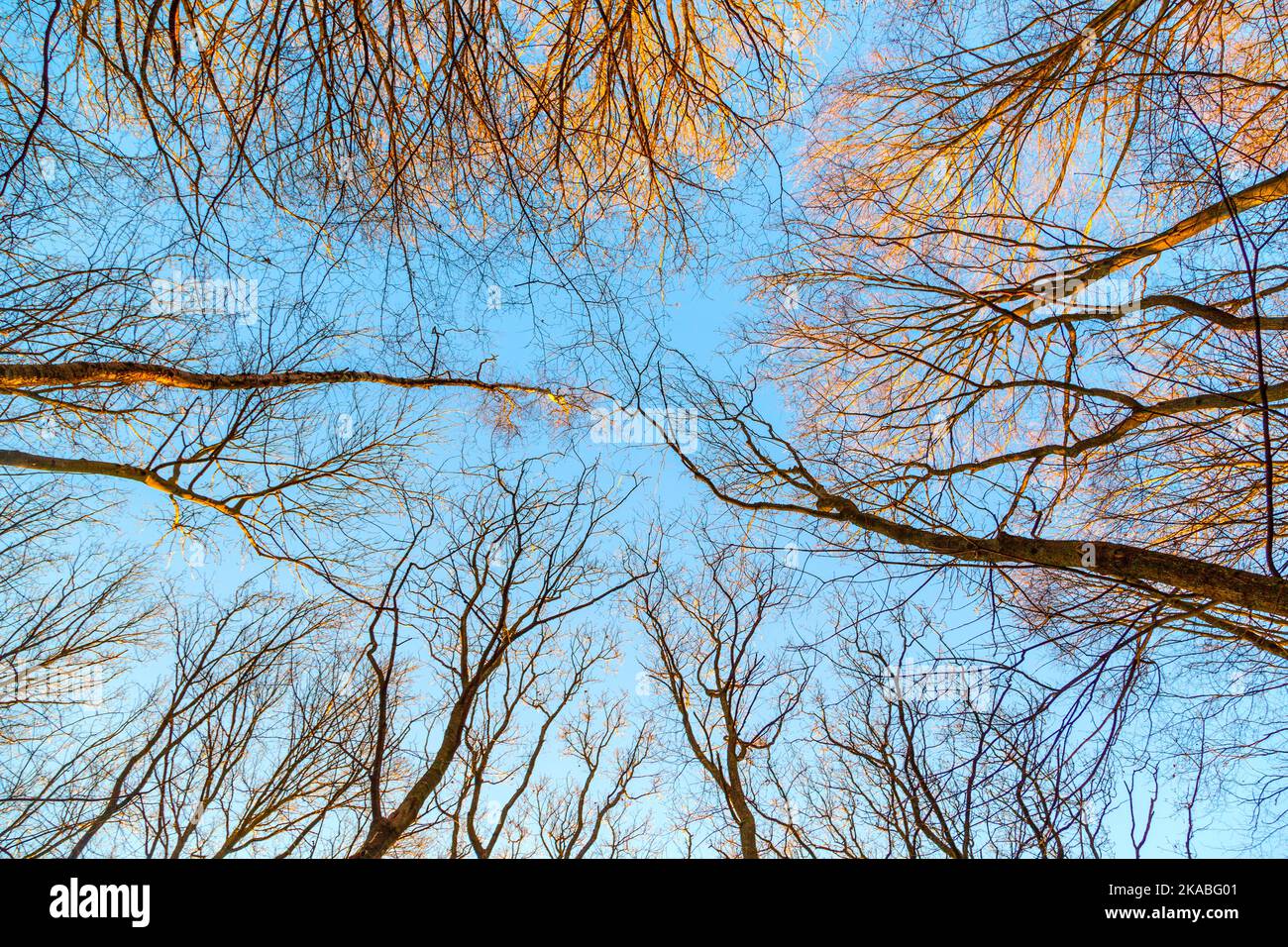 crown of trees under blue sky Stock Photo - Alamy
