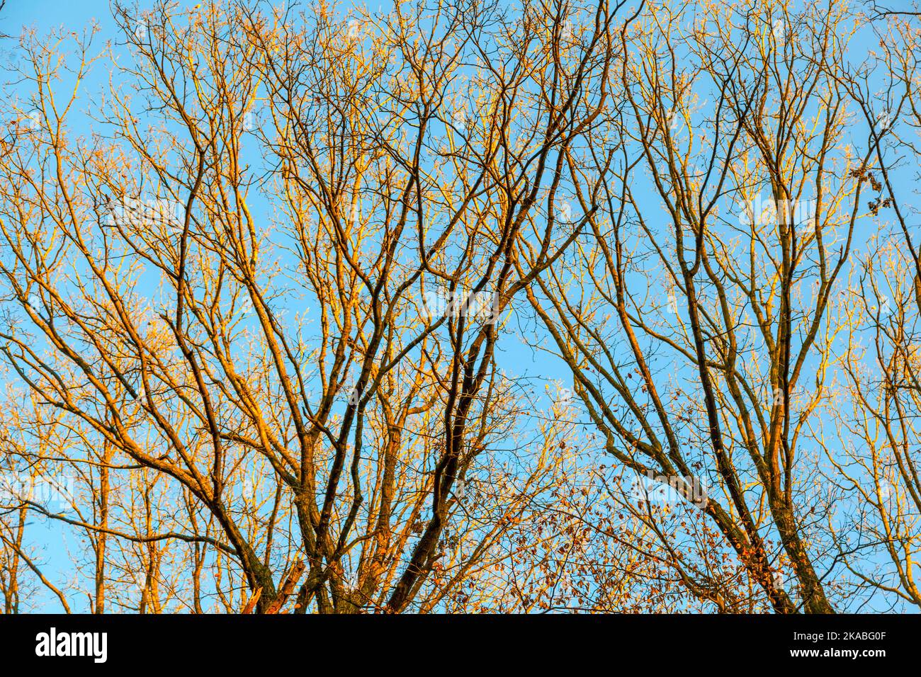 crown of trees under blue sky Stock Photo - Alamy
