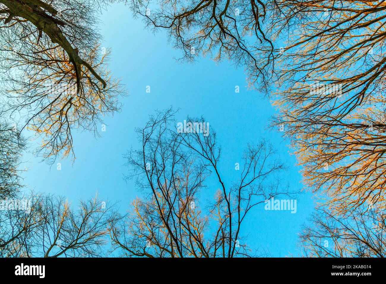 crown of trees under blue sky Stock Photo - Alamy