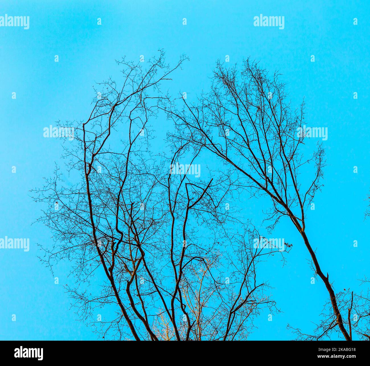 crown of trees under blue sky Stock Photo - Alamy