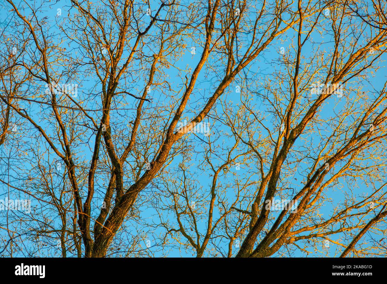crown of trees under blue sky Stock Photo - Alamy
