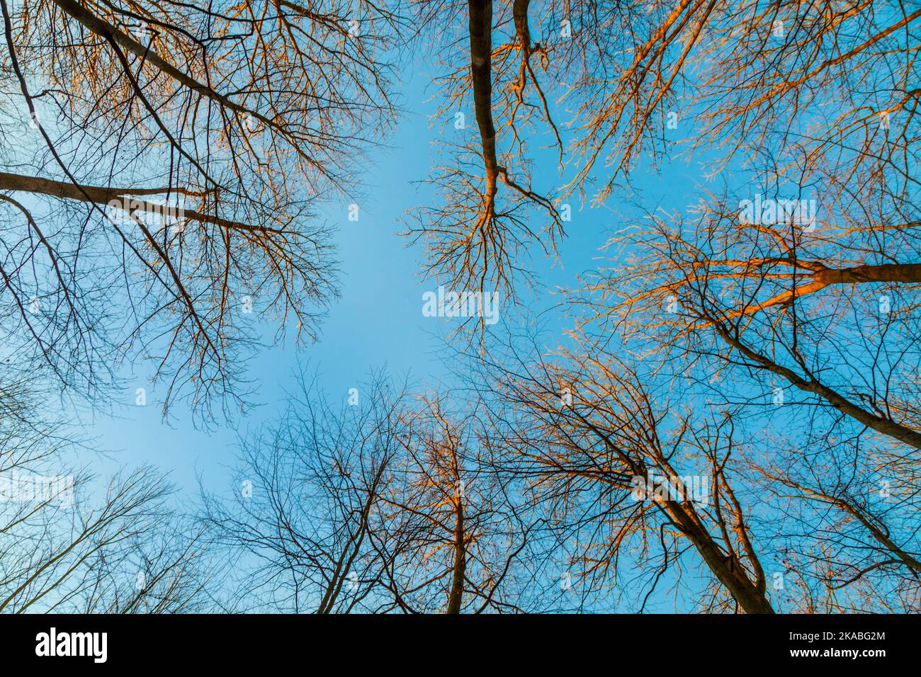 crown of trees under blue sky Stock Photo - Alamy
