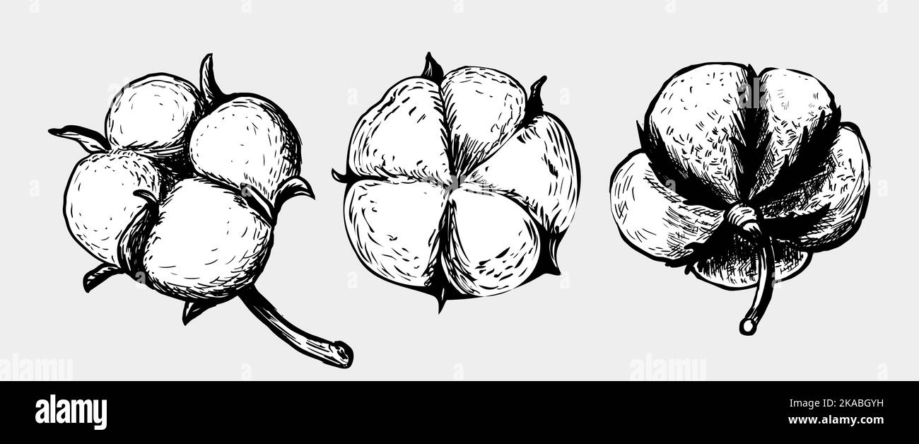 Set of white cotton flowers. Vector illustrations set. Cotton flower