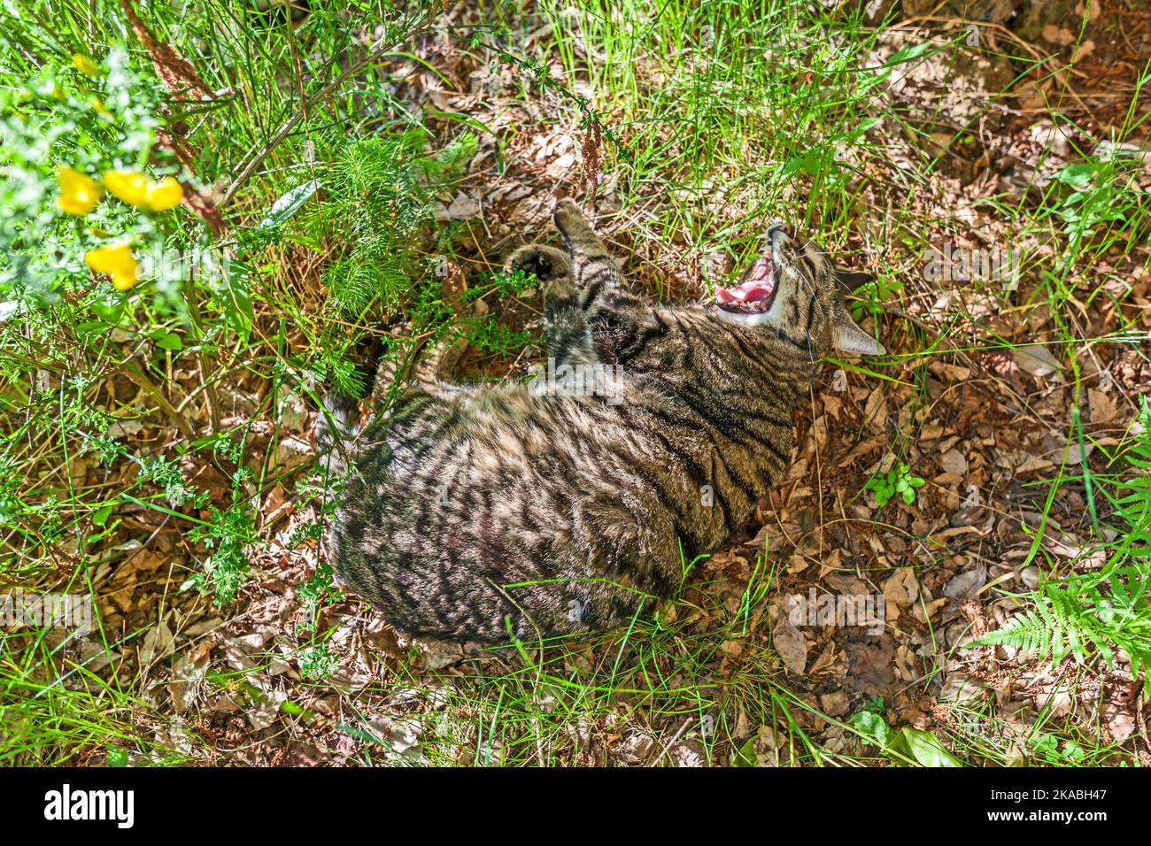 cute cat relaxing in the grass Stock Photo - Alamy