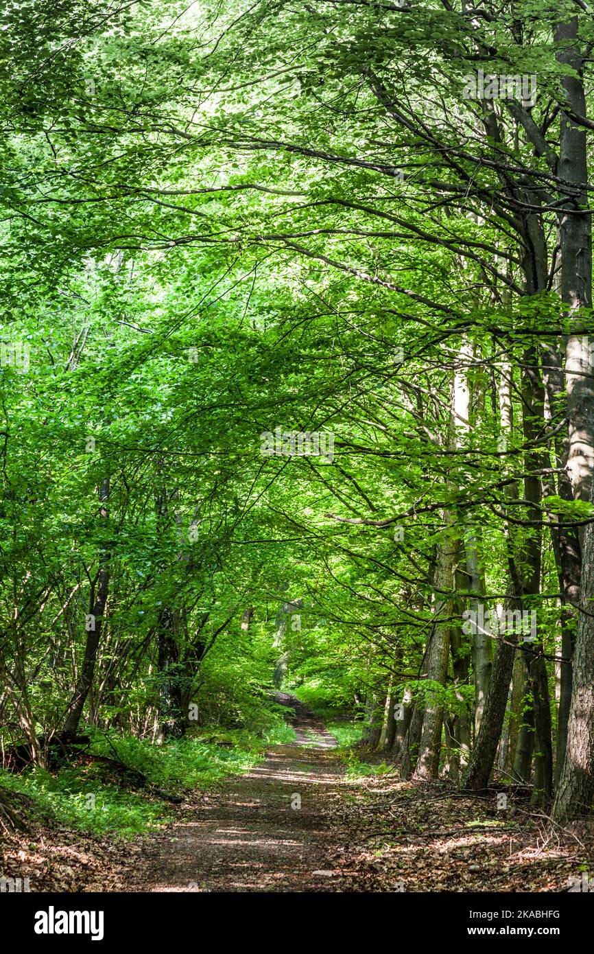 way through the green forest in spring time Stock Photo - Alamy
