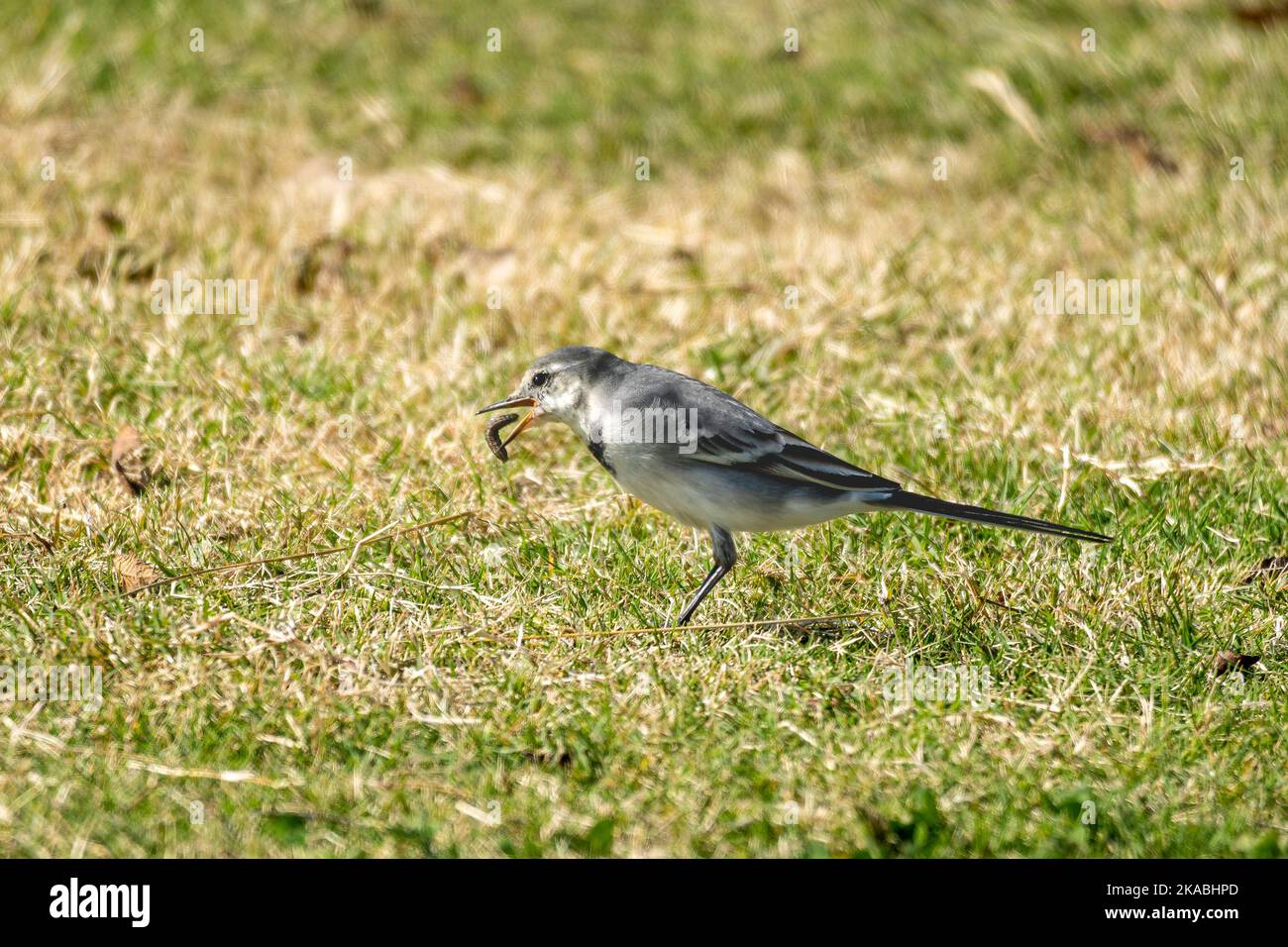 Close-up of a black-backed wagtails walking in the grass during spring time on sunny day Stock Photo