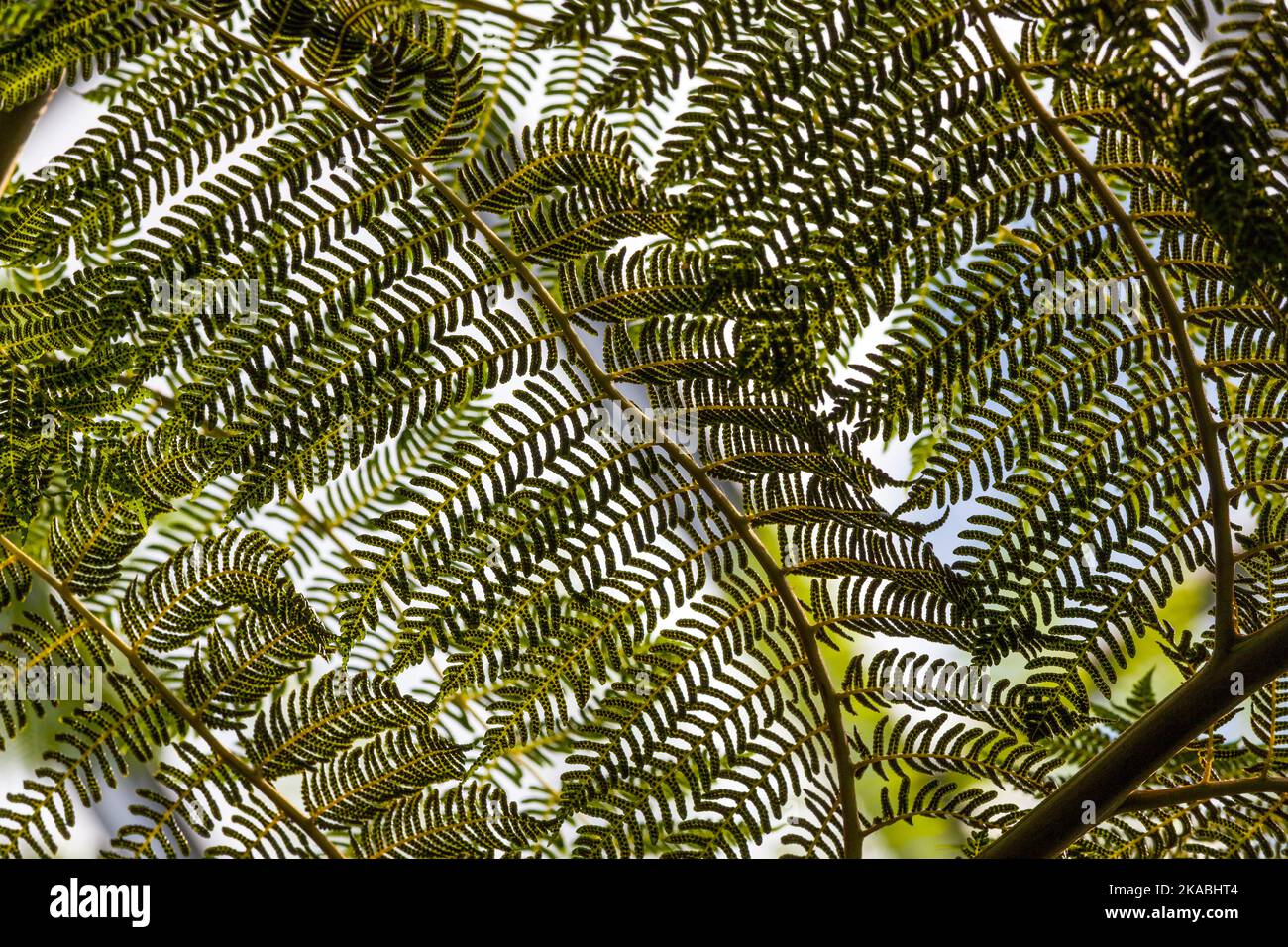 bright fern leaves texture in tropical garden Stock Photo