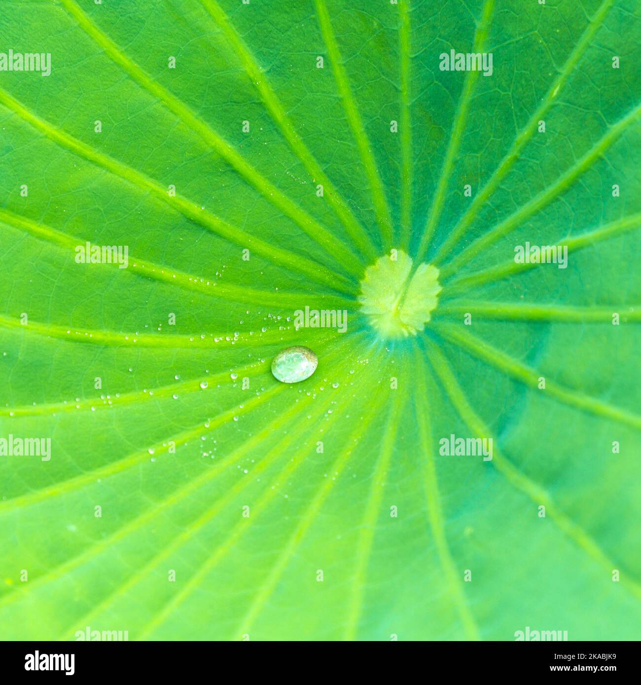 Floating waterlily leaf with water drop on it Stock Photo - Alamy