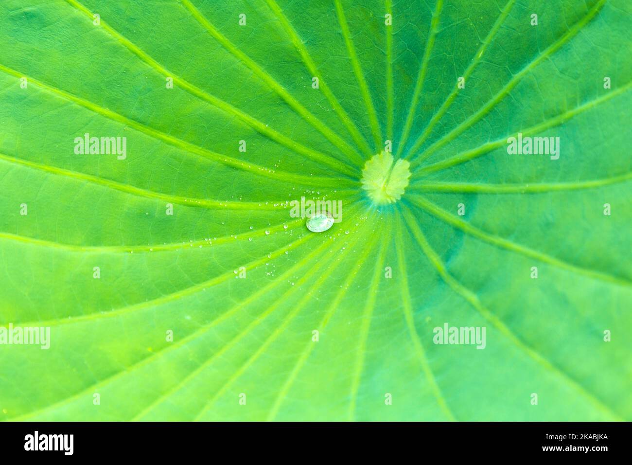 Floating waterlily leaf with water drop on it Stock Photo - Alamy