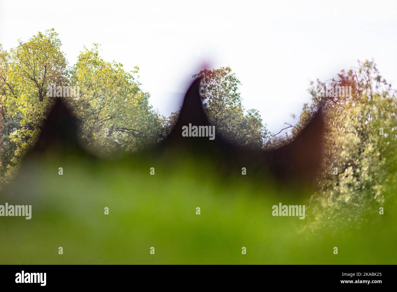 Blurred free-range hens on the grass Stock Photo