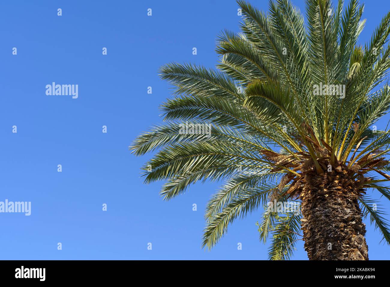 Tropical palm tree with green palm branches against a clear blue sky