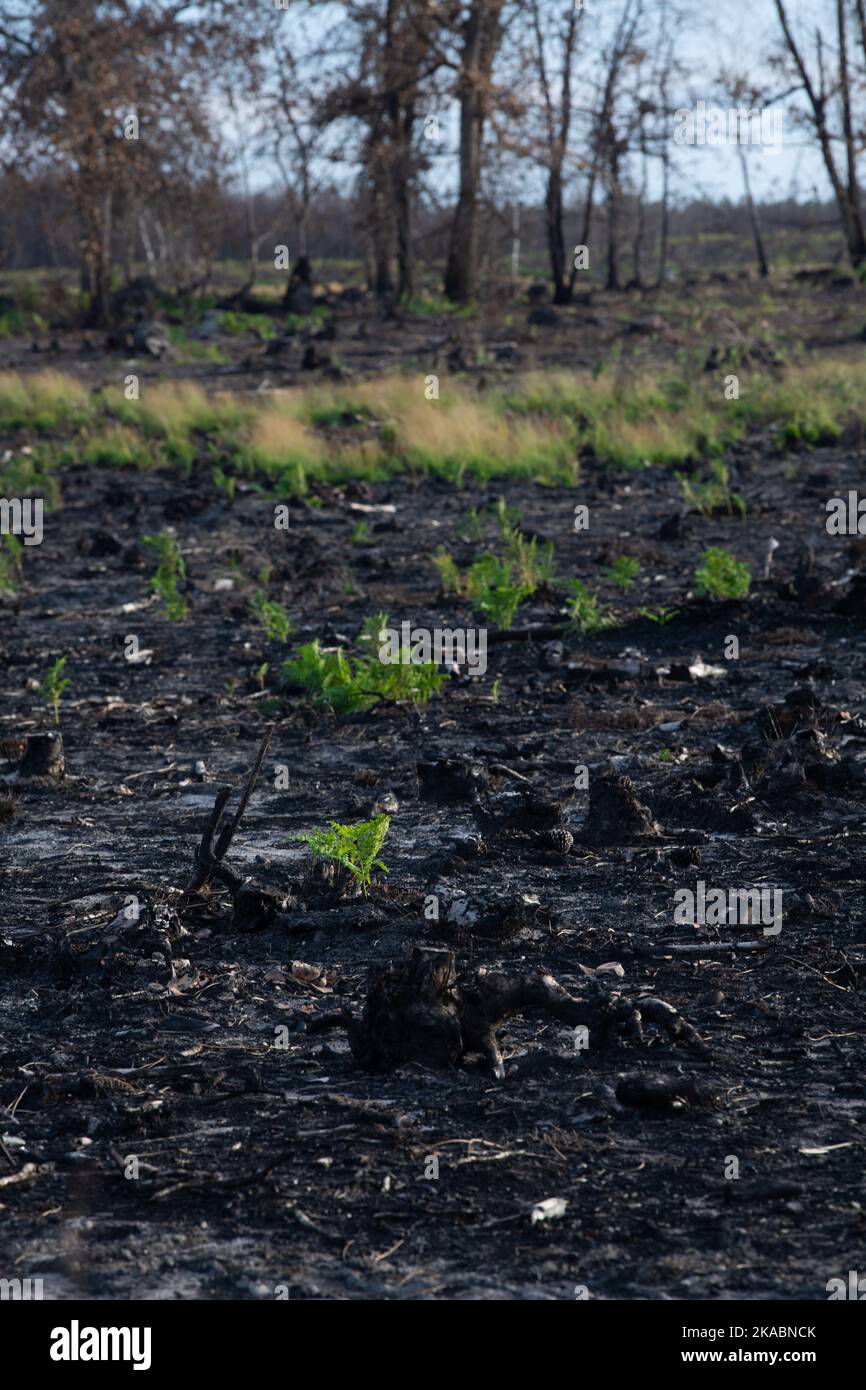 Pine forest after a large scale fire in France, Landscape of a burnt ...