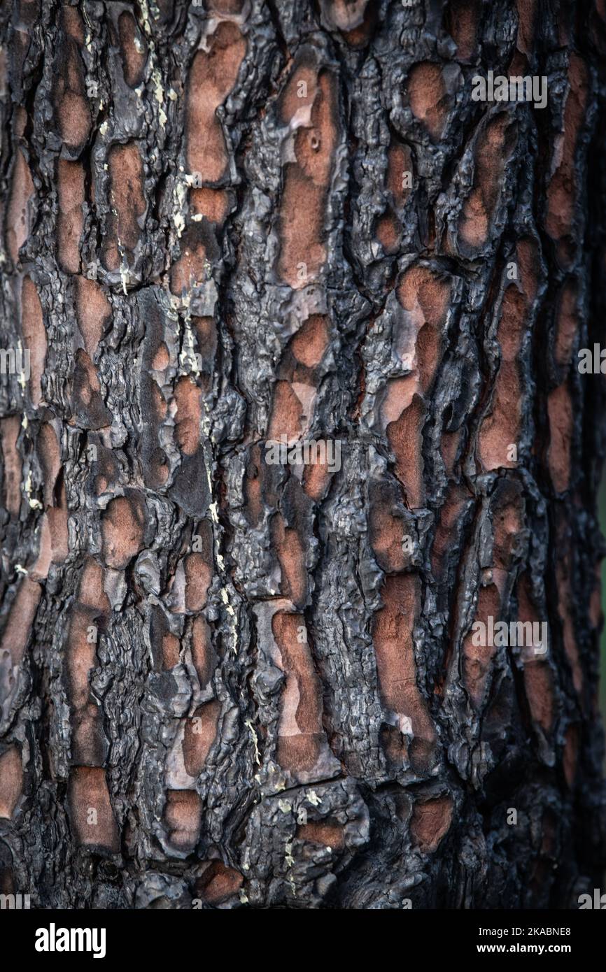 Pine forest after a large scale fire in France, Landscape of a burnt ...