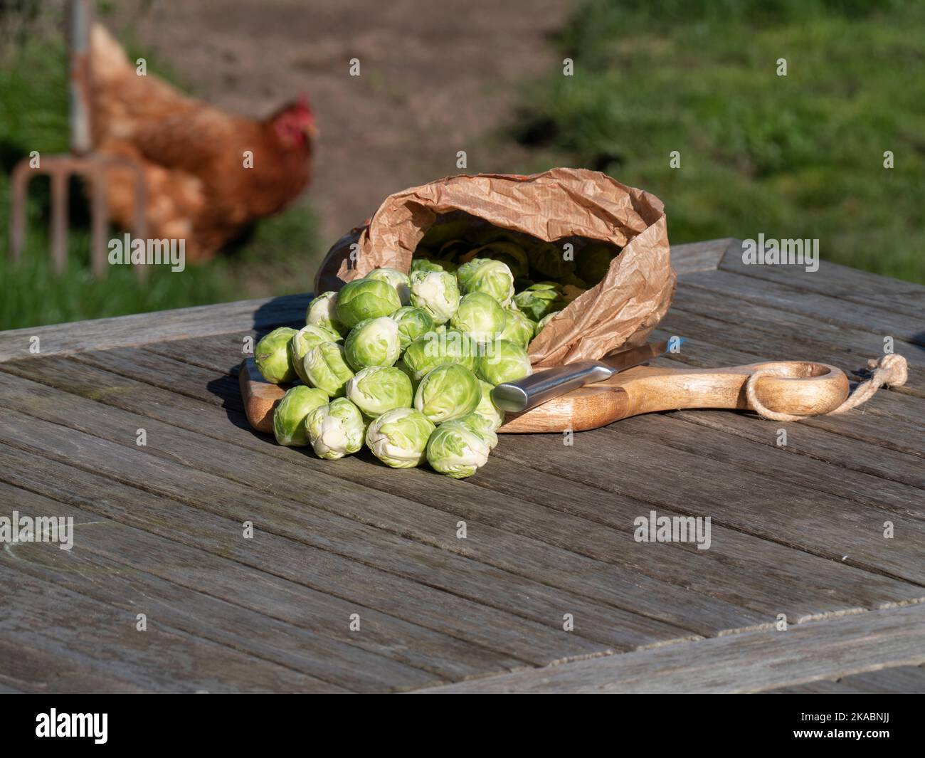 Brussels sprouts roll out of a brown paper bag on a wooden cutting board in the blurred background a chicken appears Stock Photo