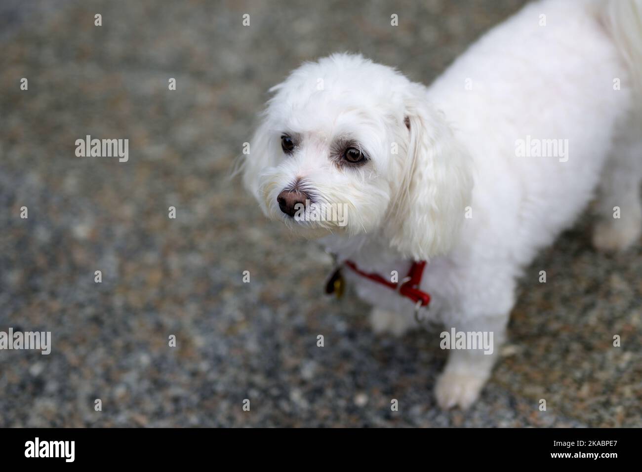 Adorable little white Havanese dog eyeing up the camera as it stands indoors at home Stock Photo