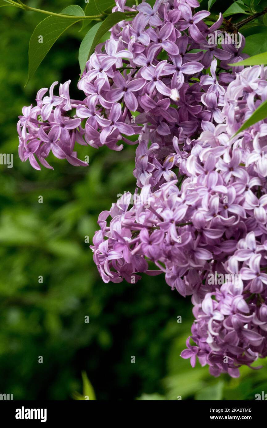 Lilac, Syringa x chinensis, Purple,Common Lilac, Flowers Stock Photo