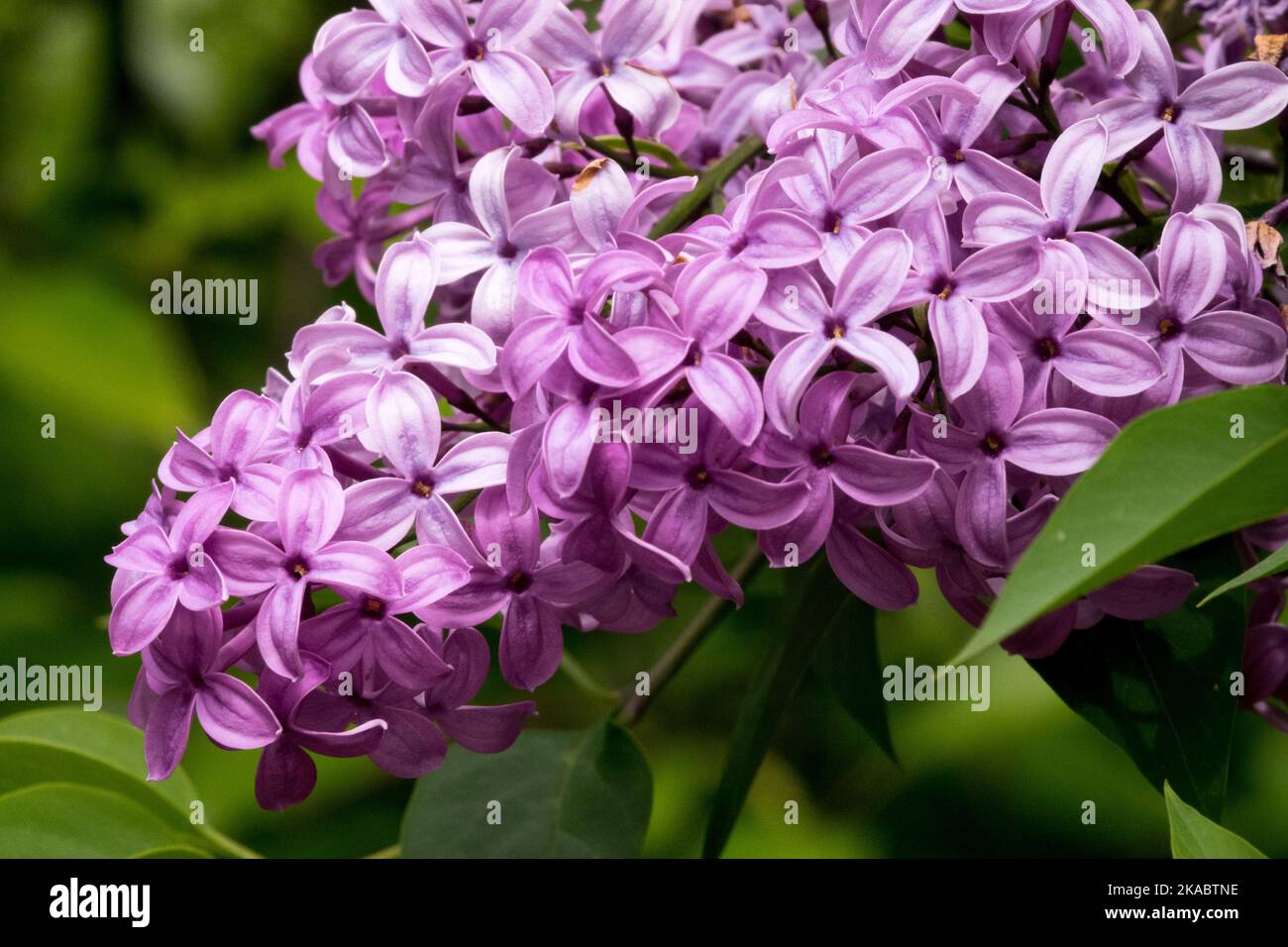 Purple beautiful Lilac Syringa x chinensis flower Stock Photo