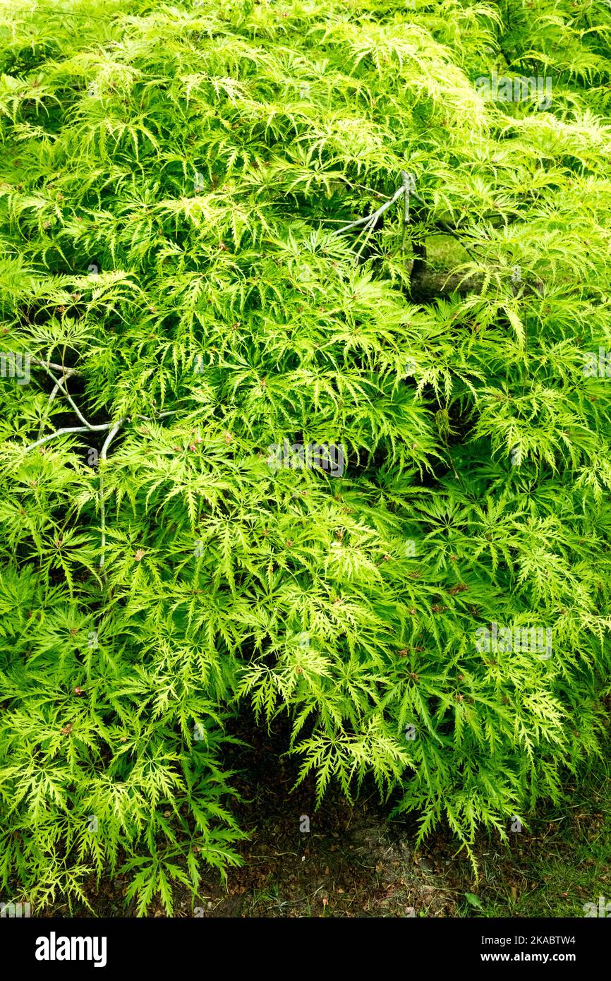 Cutleaf Japanese Maple Tree Foliage Green Spring Maple Acer palmatum 'Filigree' Acer Leaves Tree maple Springtime Season Stock Photo