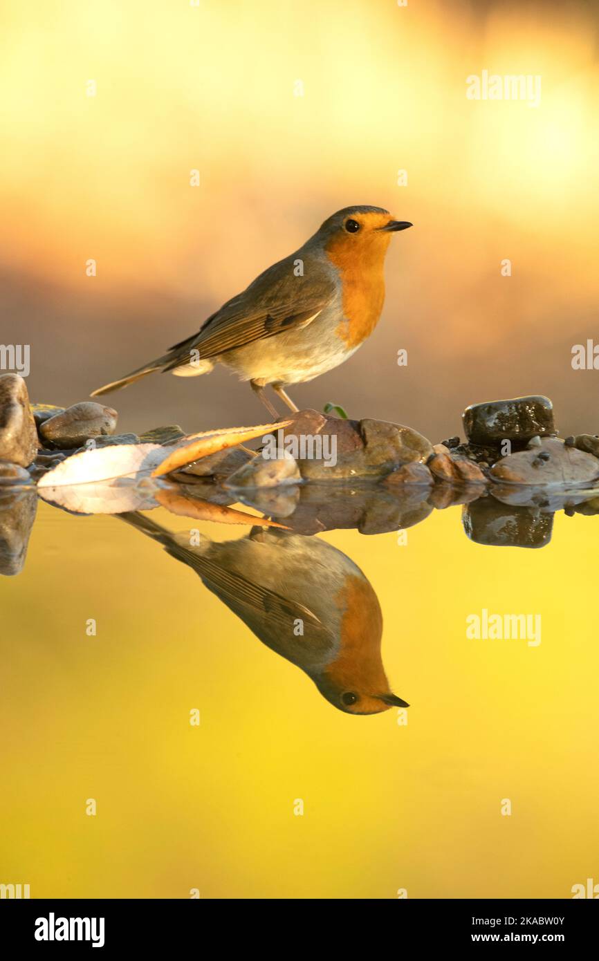 Small european robin drinking water hi-res stock photography and images ...