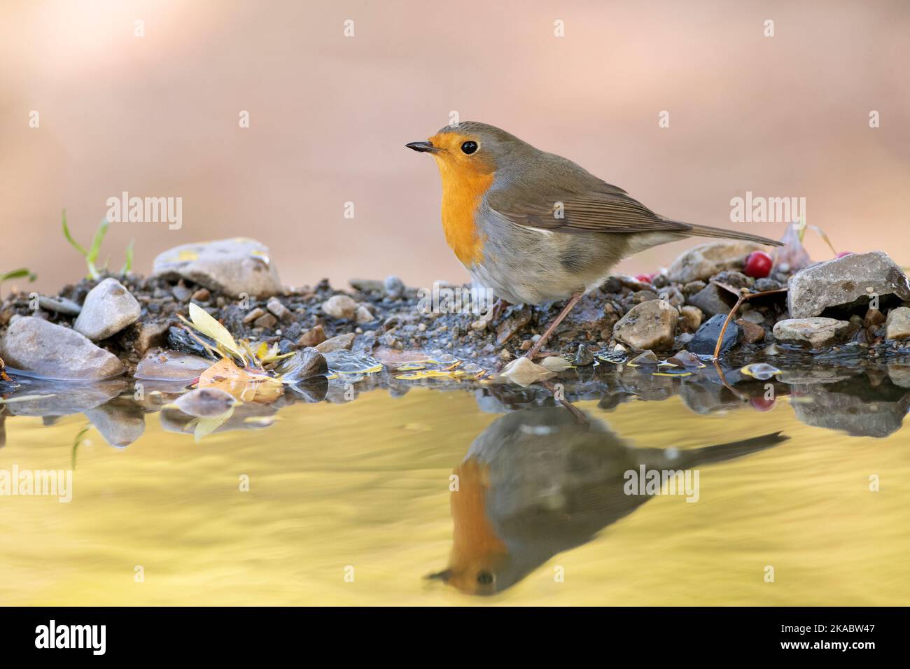 European robin drinking at a water point in a Mediterranean forest with