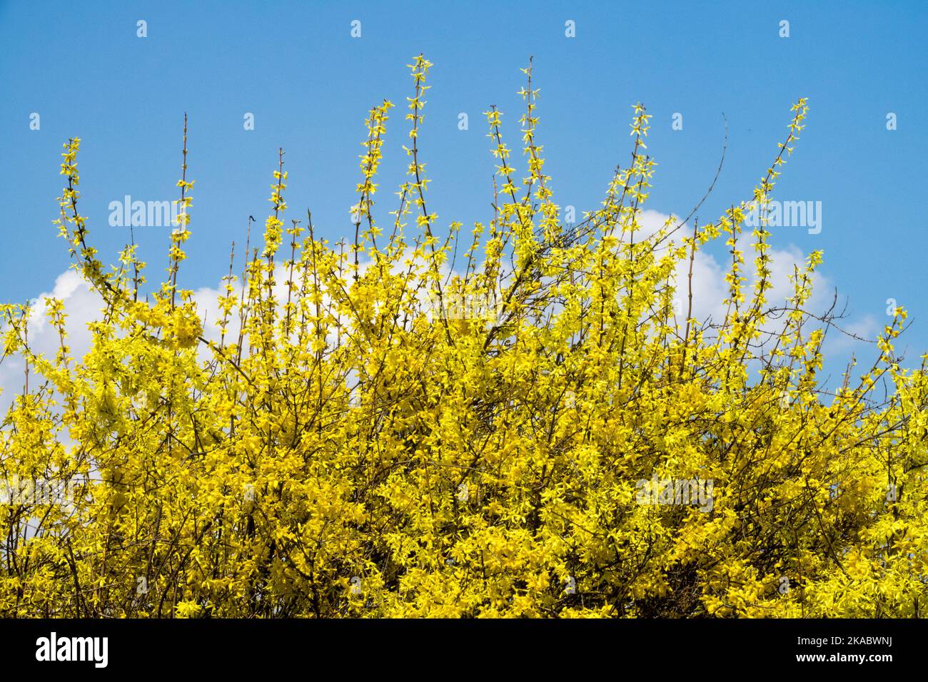 Forsythia bush blooming Flowering, Shrubs, Spring Stock Photo Alamy