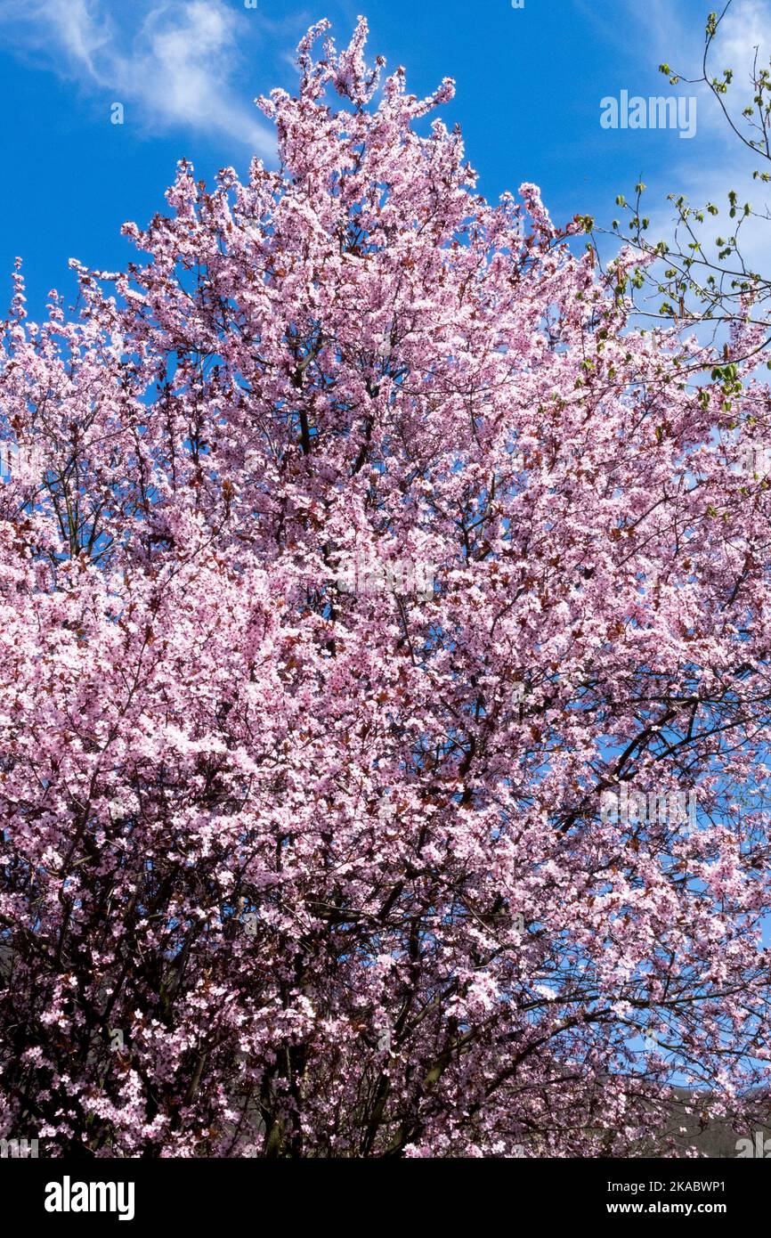 Springtime Beautiful pink Cherry Plum tree Prunus cerasifera tree 'Nigra'  Flowering in full bloom Stock Photo