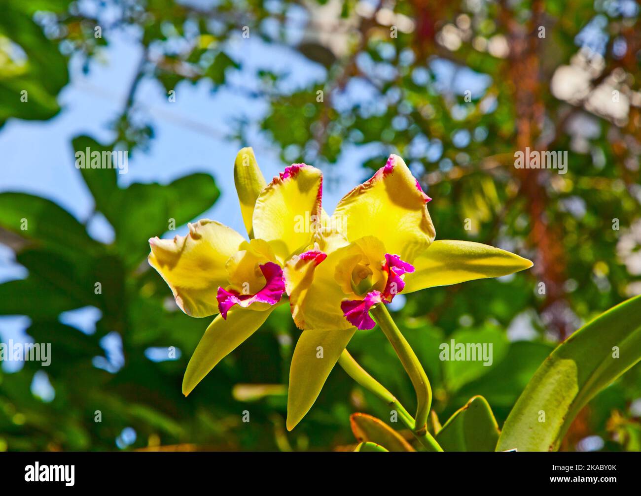 orchids in the botanical garden in Washington Stock Photo